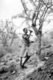 Somalia: Somali man collecting frankincense in the former British Somaliland, c. 1950